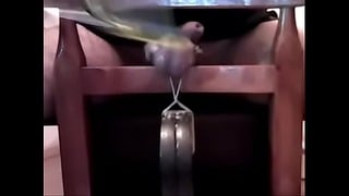 Ball Busting Day
